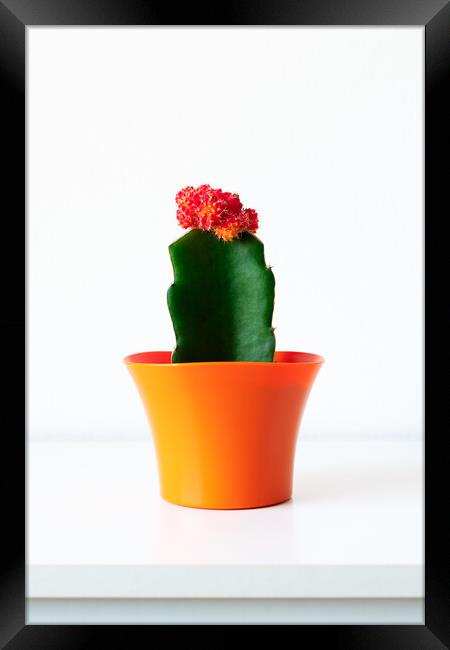 Flowering cactus plant in bright orange flower pot Framed Print by Andrea Obzerova