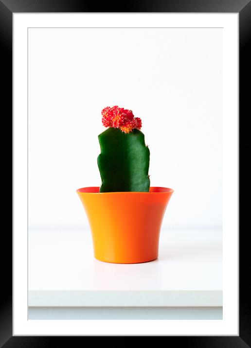 Flowering cactus plant in bright orange flower pot Framed Mounted Print by Andrea Obzerova