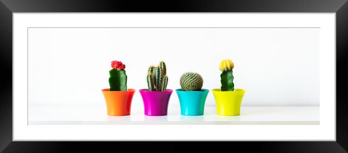 Various flowering cactus plants in bright colorful flower pots against white wall. Framed Mounted Print by Andrea Obzerova