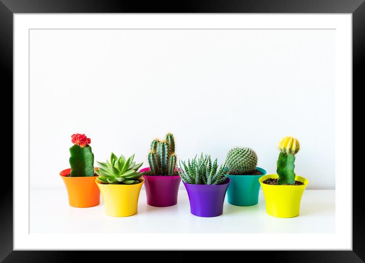 Various flowering cactus and succulent plants in bright colorful flower pots. Framed Mounted Print by Andrea Obzerova