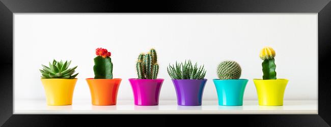 Various flowering cactus and succulent plants in bright colorful flower pots in a row. Framed Print by Andrea Obzerova
