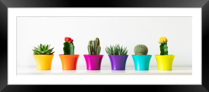 Various flowering cactus and succulent plants in bright colorful flower pots in a row. Framed Mounted Print by Andrea Obzerova