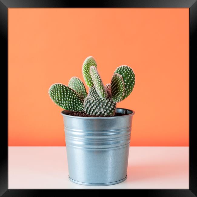 Cactus plant in metal pot against orange colored wall. Framed Print by Andrea Obzerova