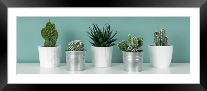 Collection of various potted cactus and succulent plants against turquoise wall.  Framed Mounted Print by Andrea Obzerova