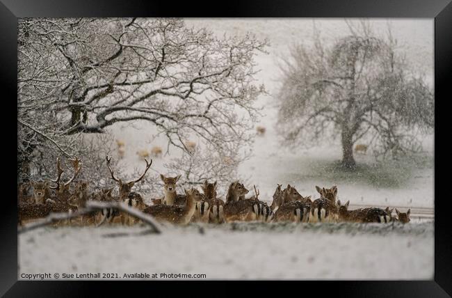 Deer resting in the snowy woodland Framed Print by Sue Lenthall