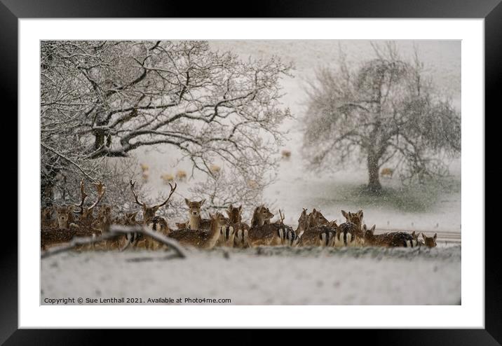Deer resting in the snowy woodland Framed Mounted Print by Sue Lenthall