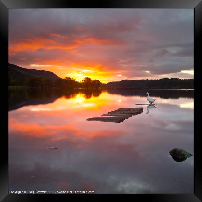 Loch Ard Goose Framed Print by Philip Stewart