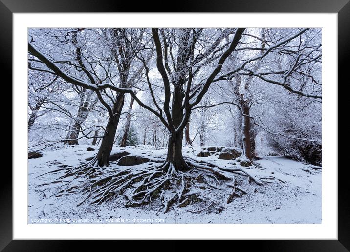 Winter Woodland Framed Mounted Print by Philip Stewart