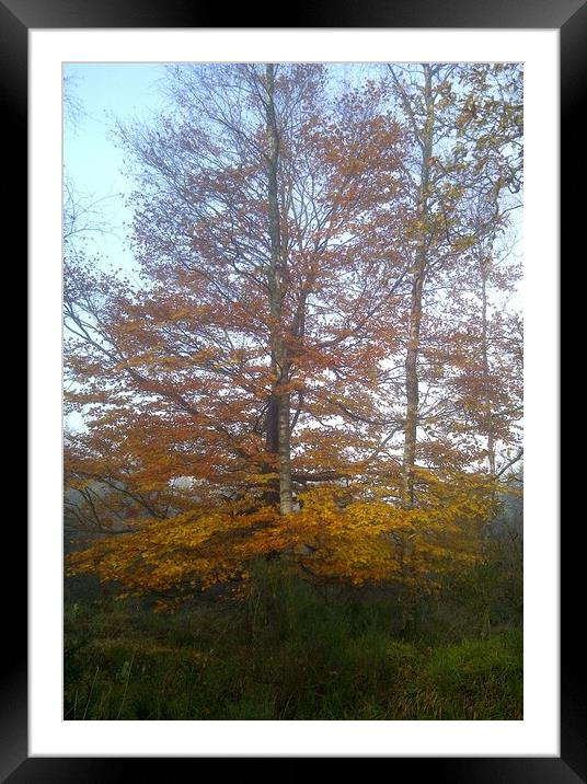 Autumnal Colours Framed Mounted Print by Andy Lightbody