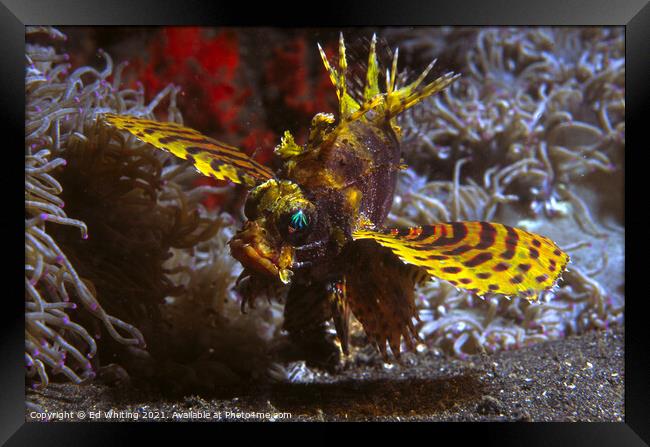 Yellow Lionfish Framed Print by Ed Whiting