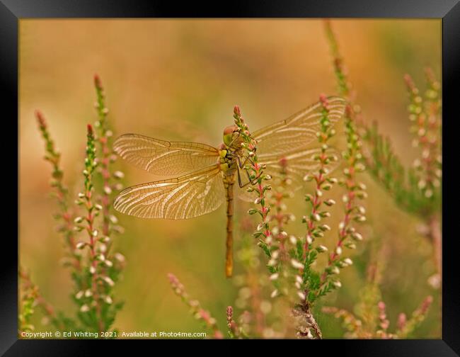Dragonfly on Heather Framed Print by Ed Whiting