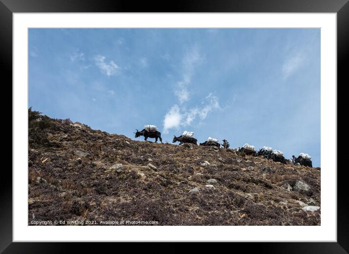 Yak train  Framed Mounted Print by Ed Whiting