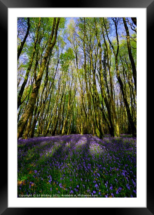 Bluebells Framed Mounted Print by Ed Whiting