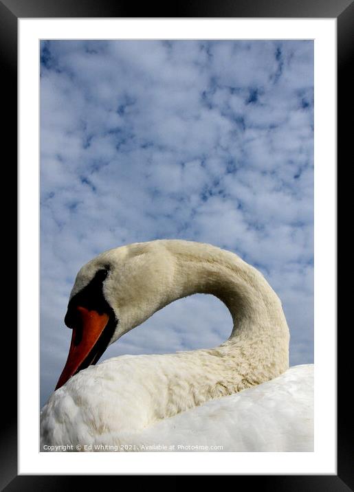 Swan song Framed Mounted Print by Ed Whiting