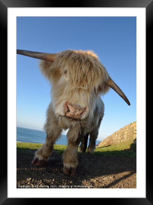 Cornish cow Framed Mounted Print by Ed Whiting