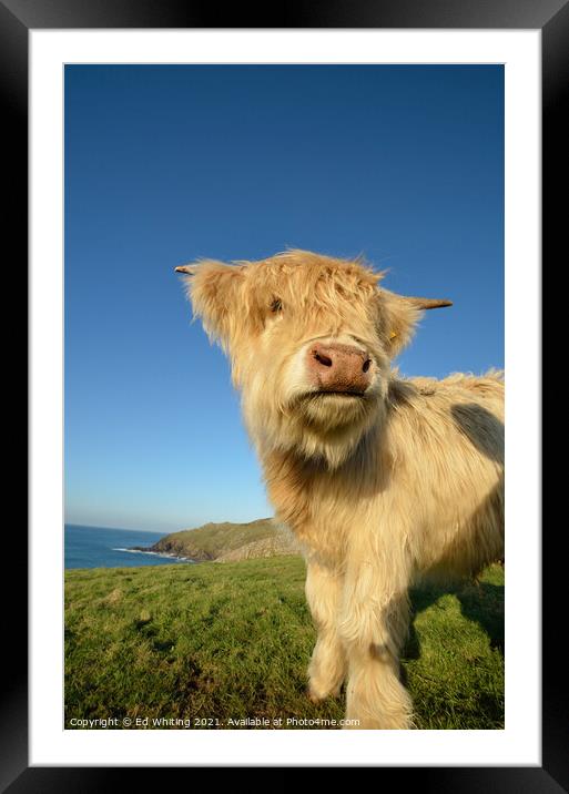 Cornish Cow Framed Mounted Print by Ed Whiting