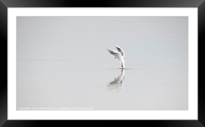 Abstract photograph of Seagull Framed Mounted Print by Ed Whiting