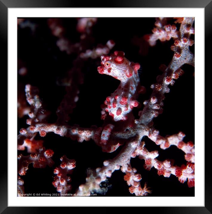 Pigmy Seahorse Framed Mounted Print by Ed Whiting