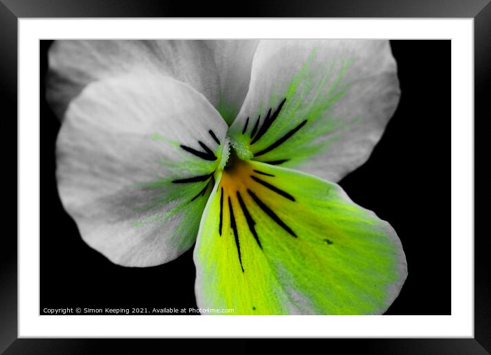 ABSTRACT PANSY Framed Mounted Print by Simon Keeping