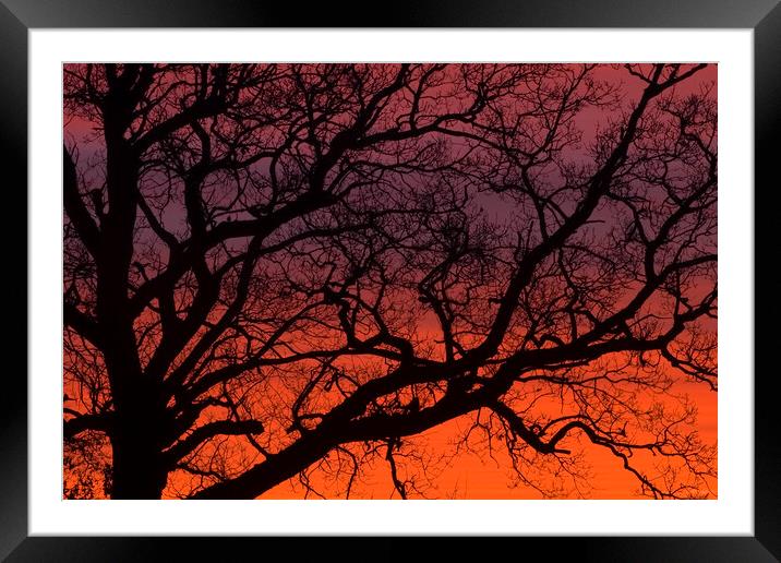 SUNRISE BRANCHES Framed Mounted Print by Simon Keeping