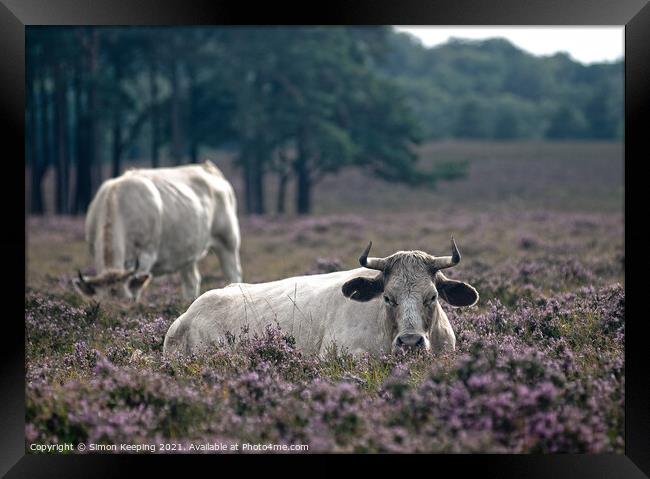 NEW FOREST CATTLE IN HEATHER Framed Print by Simon Keeping