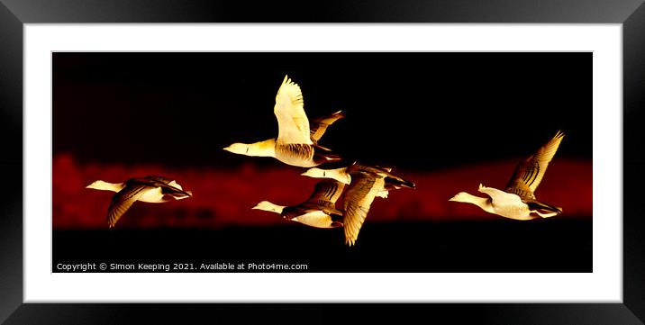 GOLDEN GEESE Framed Mounted Print by Simon Keeping
