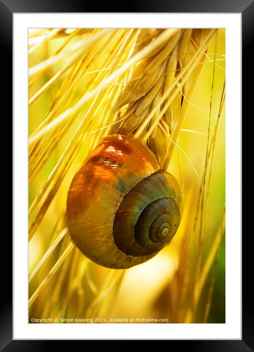 GOLDEN SNAIL Framed Mounted Print by Simon Keeping