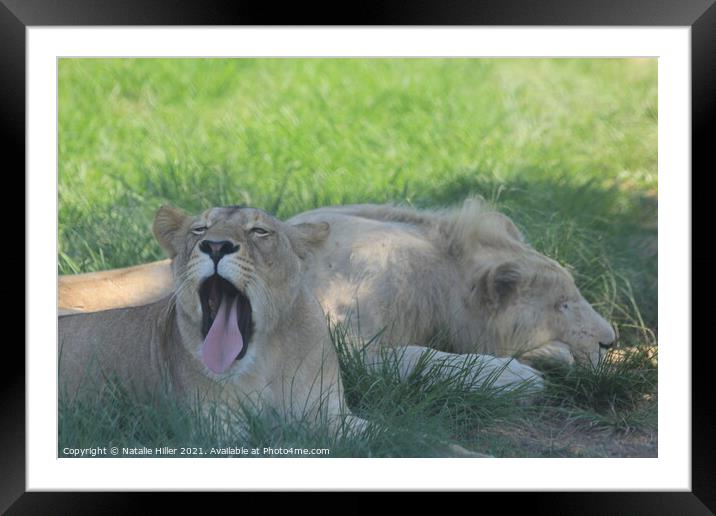 A lion lying in the grass Framed Mounted Print by Natalie Hiller