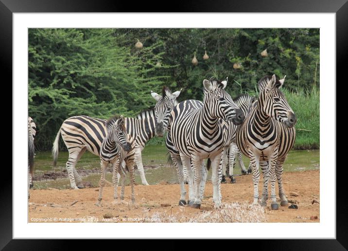 A group of zebra standing on top of a dirt field Framed Mounted Print by Natalie Hiller