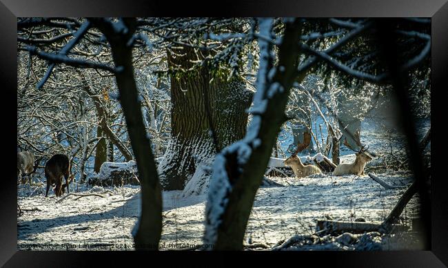White Stags in the Snow Framed Print by Ryan Lancaster