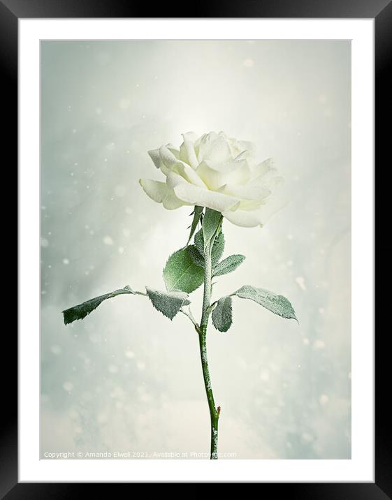 Christmas Rose Framed Mounted Print by Amanda Elwell