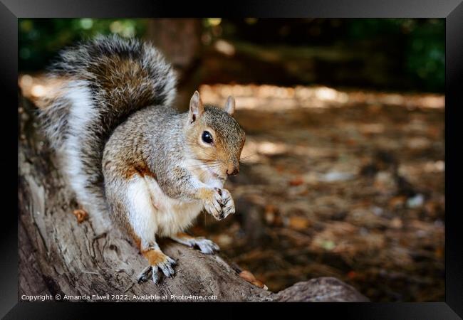 Grey Squirrel Eating On Log Framed Print by Amanda Elwell