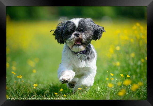 Shih Tzu Running Through Buttercups Framed Print by Amanda Elwell