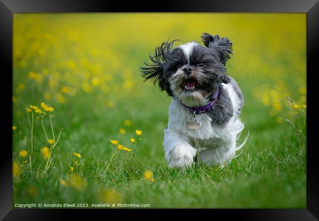 Happy Dog Running Through Buttercups Framed Print by Amanda Elwell