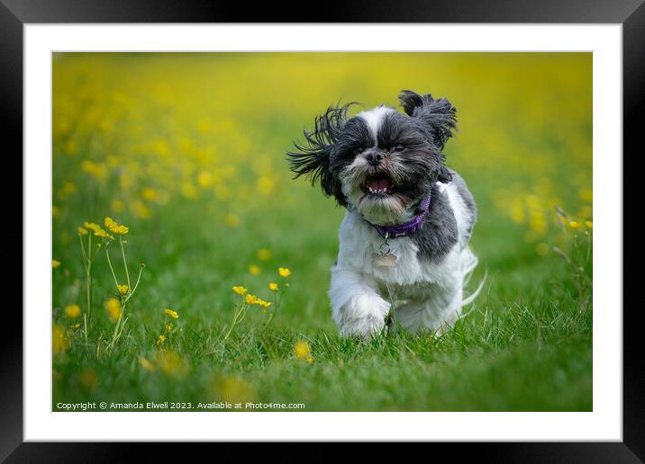 Happy Dog Running Through Buttercups Framed Mounted Print by Amanda Elwell