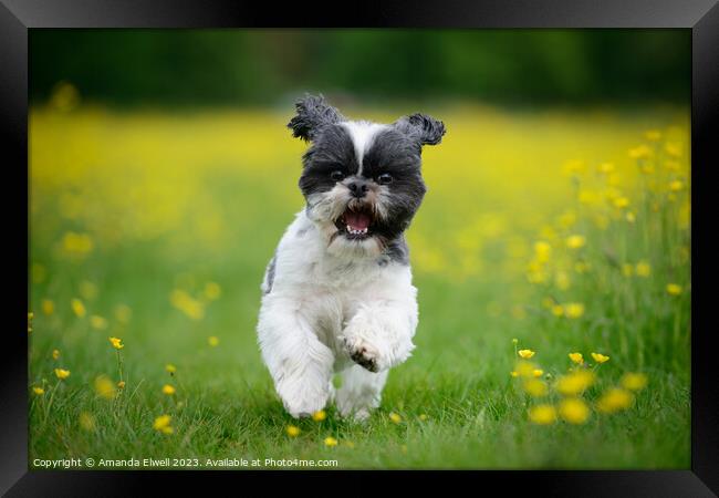 Happy Puppy Running In Meadow Framed Print by Amanda Elwell