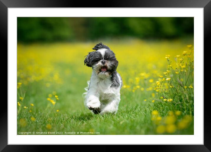 Shih Tzu Puppy Dog Running In Buttercups Framed Mounted Print by Amanda Elwell