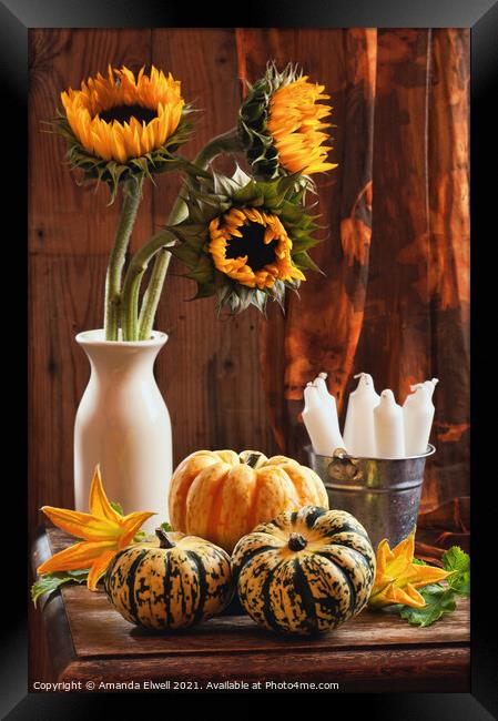 Sunflower & Gourds Still Life Framed Print by Amanda Elwell