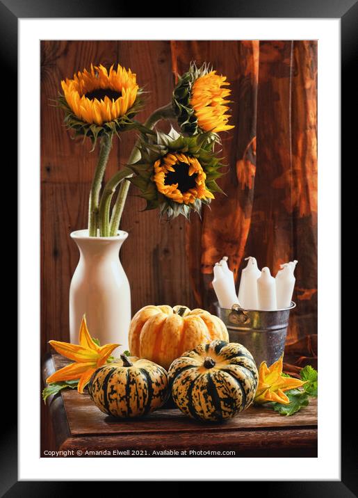 Sunflower & Gourds Still Life Framed Mounted Print by Amanda Elwell