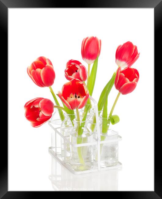 Spring Tulips Framed Print by Amanda Elwell