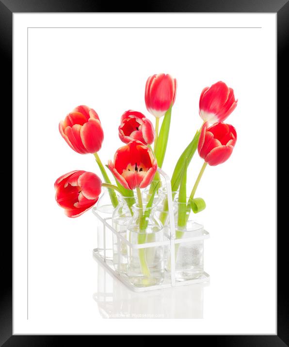 Spring Tulips Framed Mounted Print by Amanda Elwell