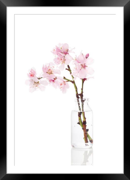Cherry Blossom Framed Mounted Print by Amanda Elwell