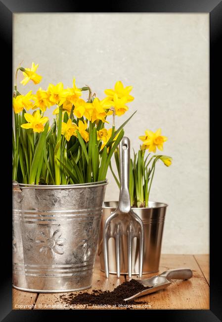 Buckets Of Daffodils Framed Print by Amanda Elwell