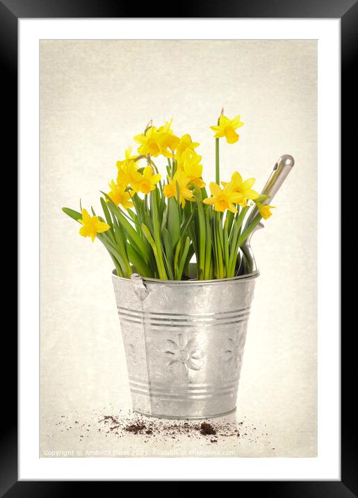 Daffodils Framed Mounted Print by Amanda Elwell