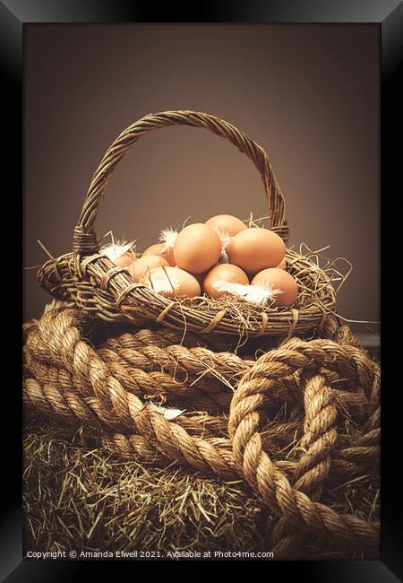 Freshly Laid Eggs Framed Print by Amanda Elwell