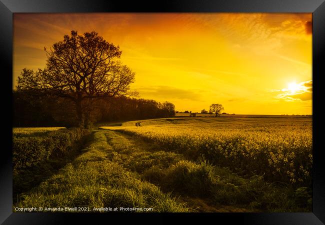 Canola Field At Sunset Framed Print by Amanda Elwell