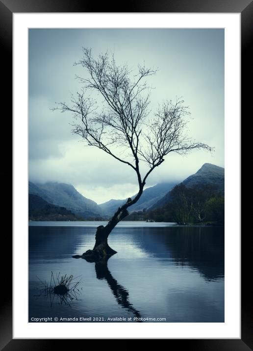 Lone Tree Framed Mounted Print by Amanda Elwell