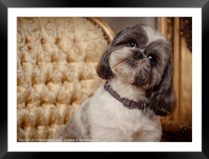 Shih Tzu Dog Looking Quirky Framed Mounted Print by Amanda Elwell