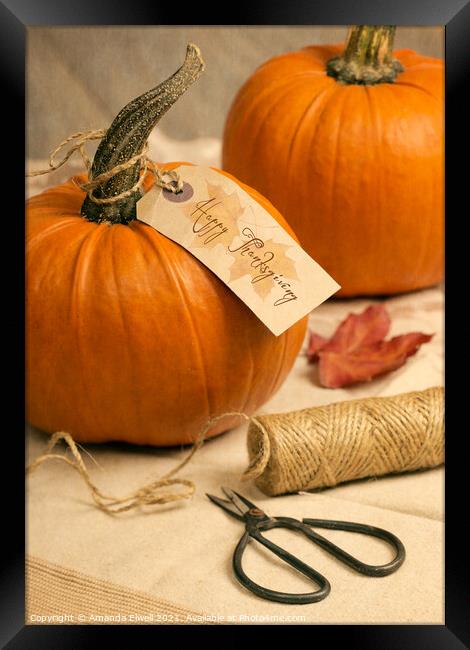 Pumpkins For Thanksgiving Framed Print by Amanda Elwell