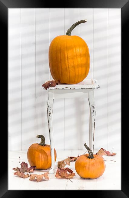Thanksgiving Pumpkin Display Framed Print by Amanda Elwell